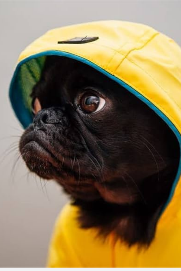 This Book Is Literally Just Pictures of Cute Animals That Will Make You Feel Better