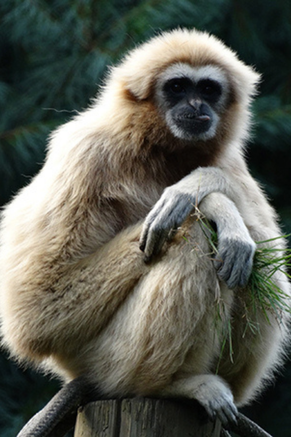 This Book Is Literally Just Pictures of Cute Animals That Will Make You Feel Better