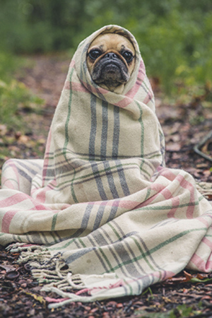This Book Is Literally Just Pictures of Cute Animals That Will Make You Feel Better