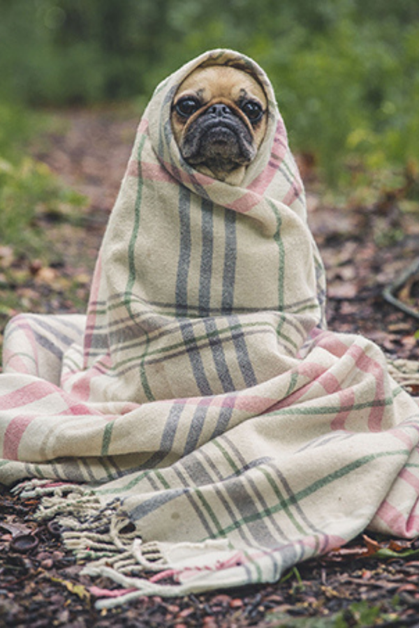 This Book Is Literally Just Pictures of Cute Animals That Will Make You Feel Better