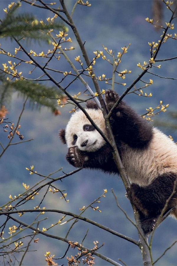 This Book Is Literally Just Pictures of Tiny Animals That Will Make You Smile