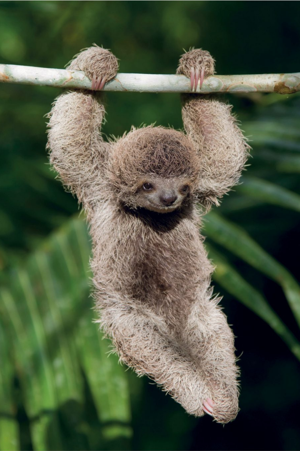 This Book Is Literally Just Pictures of Tiny Animals That Will Make You Smile