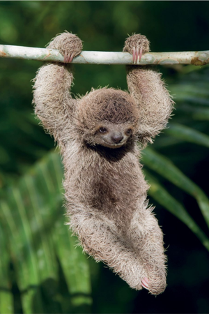 This Book Is Literally Just Pictures of Tiny Animals That Will Make You Smile