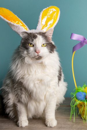 This Book is Literally Just Pictures of Cute Cats Who Are Plotting to Kill You