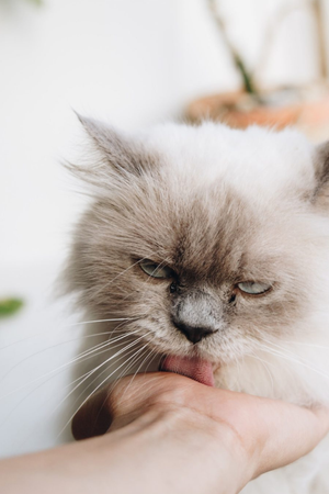 This Book is Literally Just Pictures of Cute Cats Who Are Plotting to Kill You