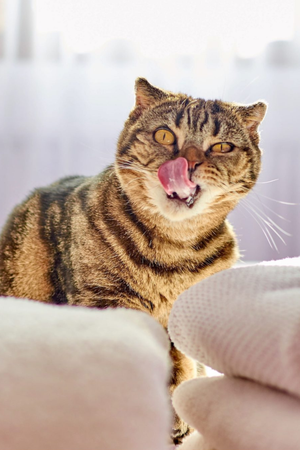 This Book is Literally Just Pictures of Cute Cats Who Are Plotting to Kill You