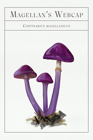 The Deck of Mushrooms Cards