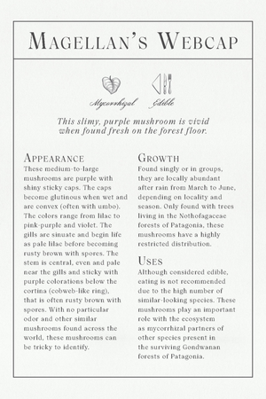 The Deck of Mushrooms Cards