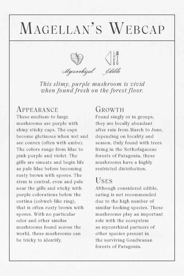 The Deck of Mushrooms Cards