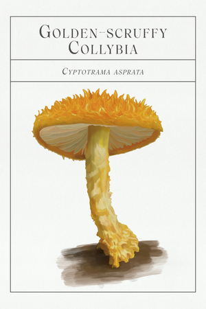 The Deck of Mushrooms Cards