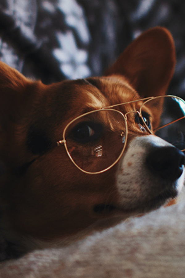 This Book is Literally Just Pictures of Animals Silently Judging You