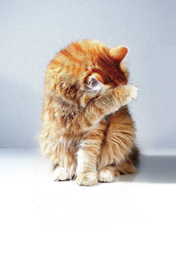 This Book is Literally Just Pictures of Animals Silently Judging You