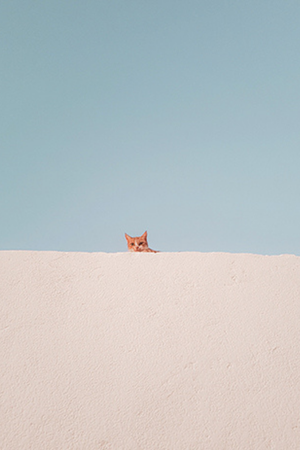 This Book is Literally Just Pictures of Animals Silently Judging You
