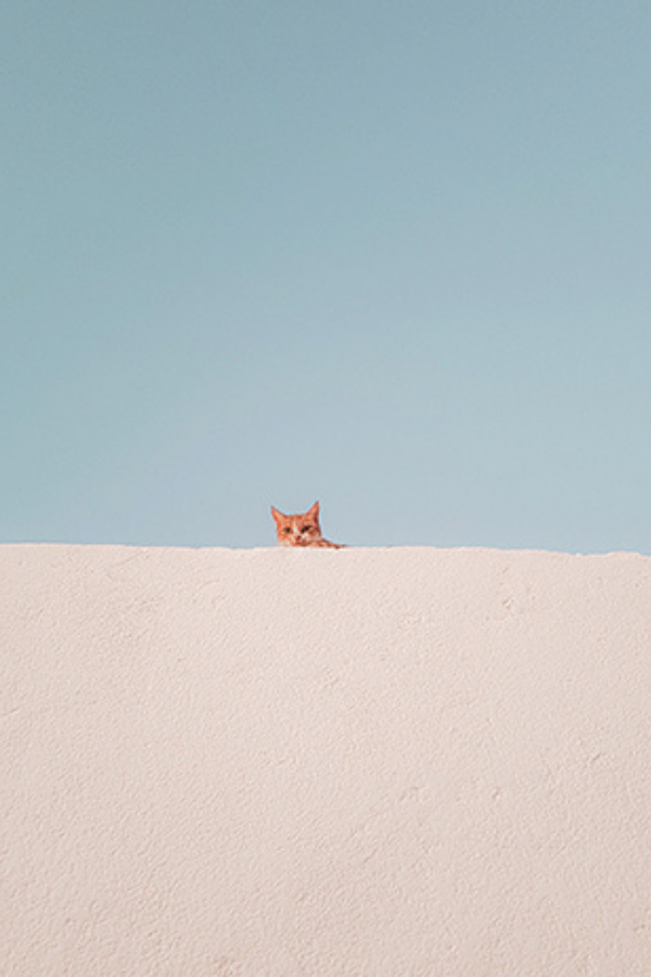 This Book is Literally Just Pictures of Animals Silently Judging You