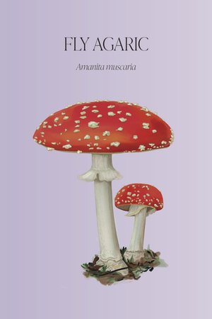 Mushroom Magic