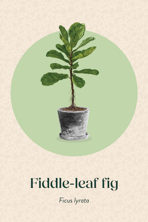 Pocket Plantcare Cards