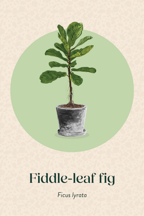 Pocket Plantcare Cards